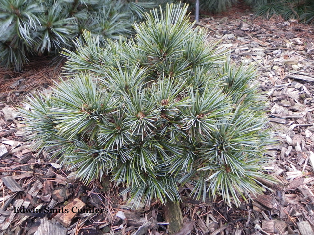 Pinus koraiensis 'Chitjen'